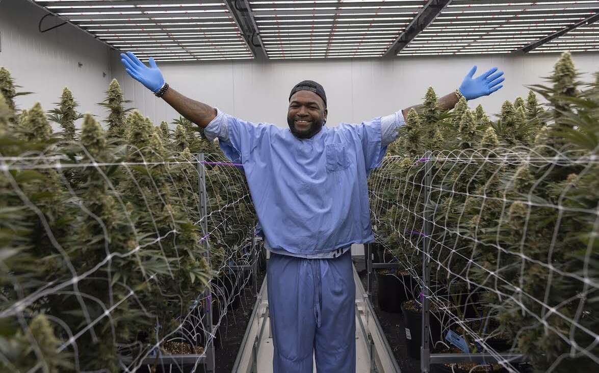 David Ortiz in a marijuana growing facility 