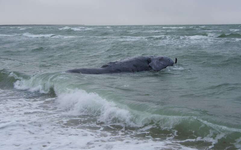 dead whale in surf