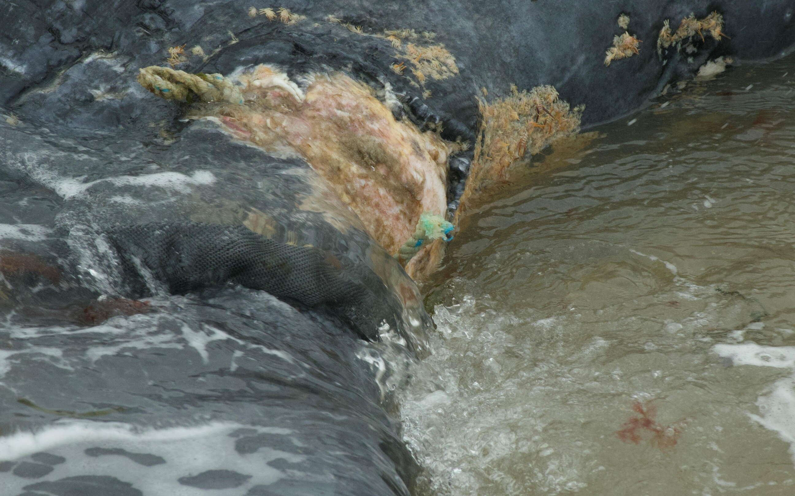 closeup of flesh with bit of green rope in water