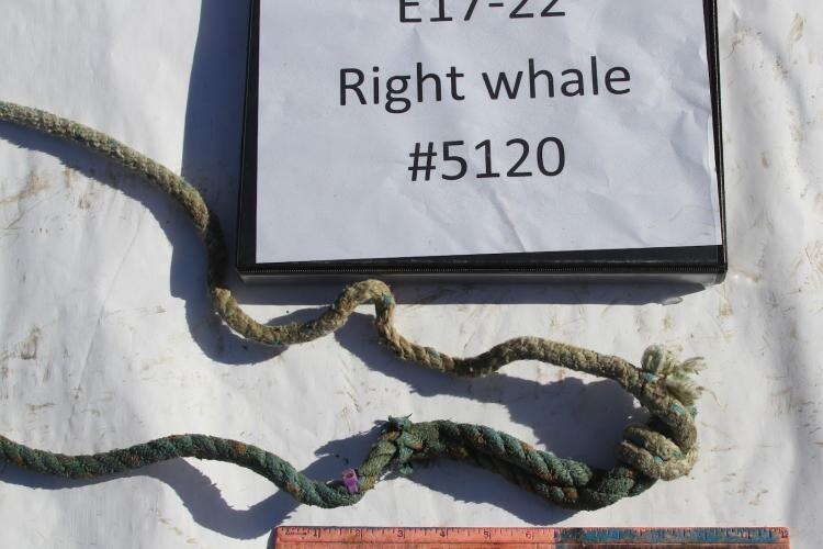 rope section with sign and purple nub