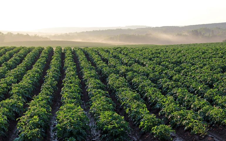 Field of potato crops in 'Aroostook County 