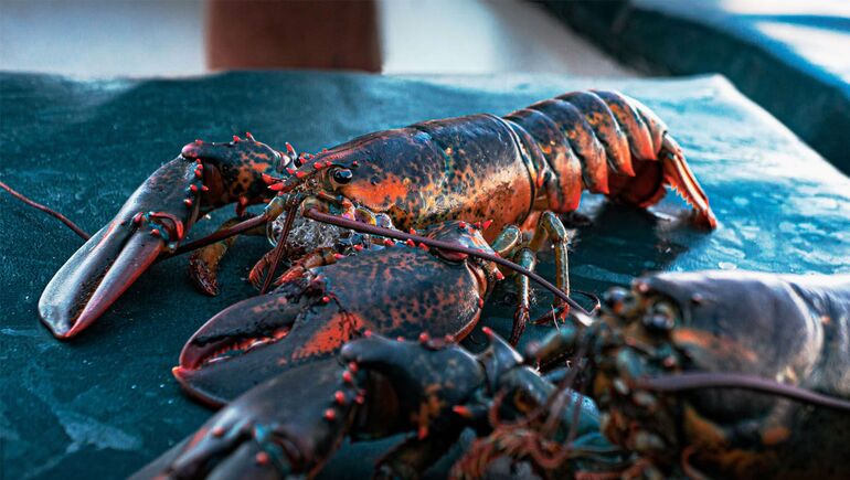 closeup of 2 lobsters
