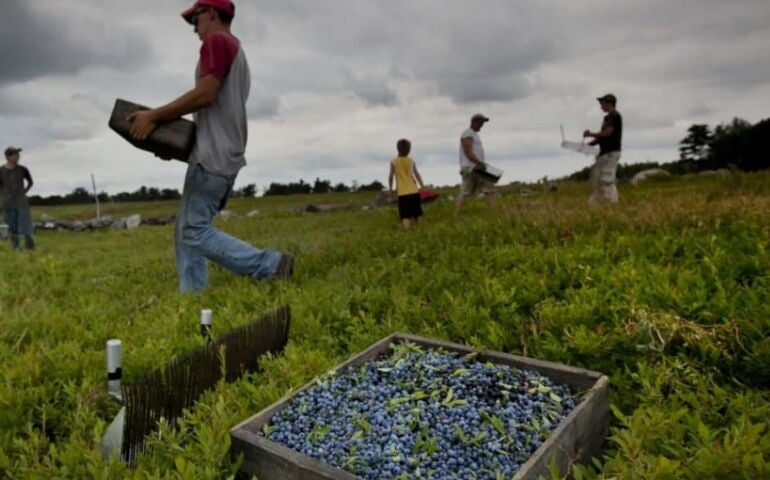 people in field and box of blueberries