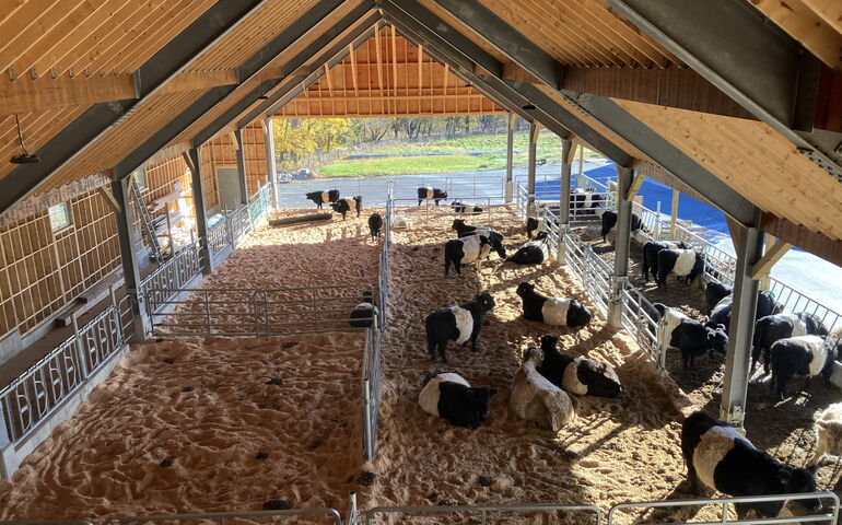cows on bedding in barn