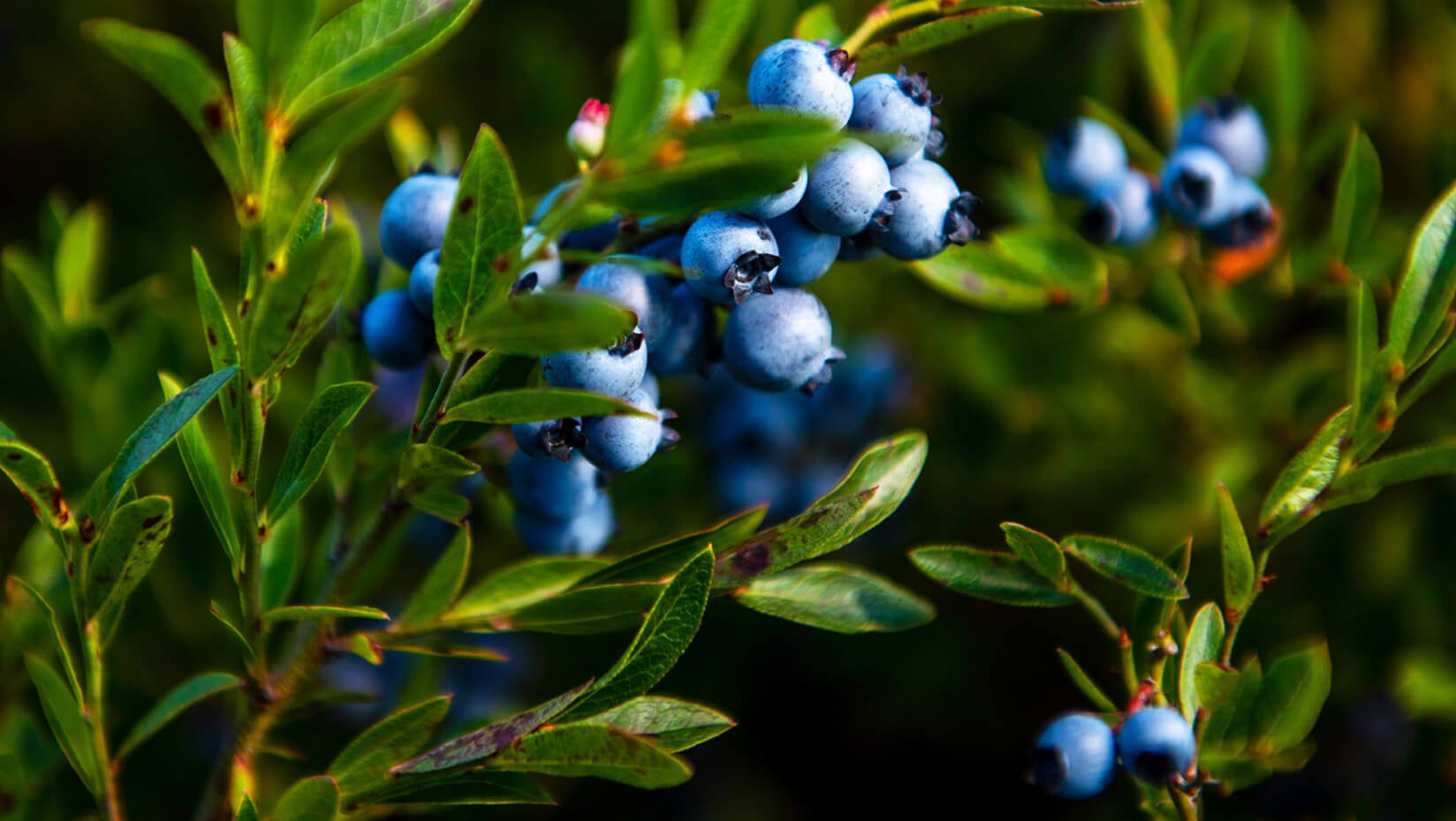 Biotech blueberries? UMaine explores new commercial use for the crop