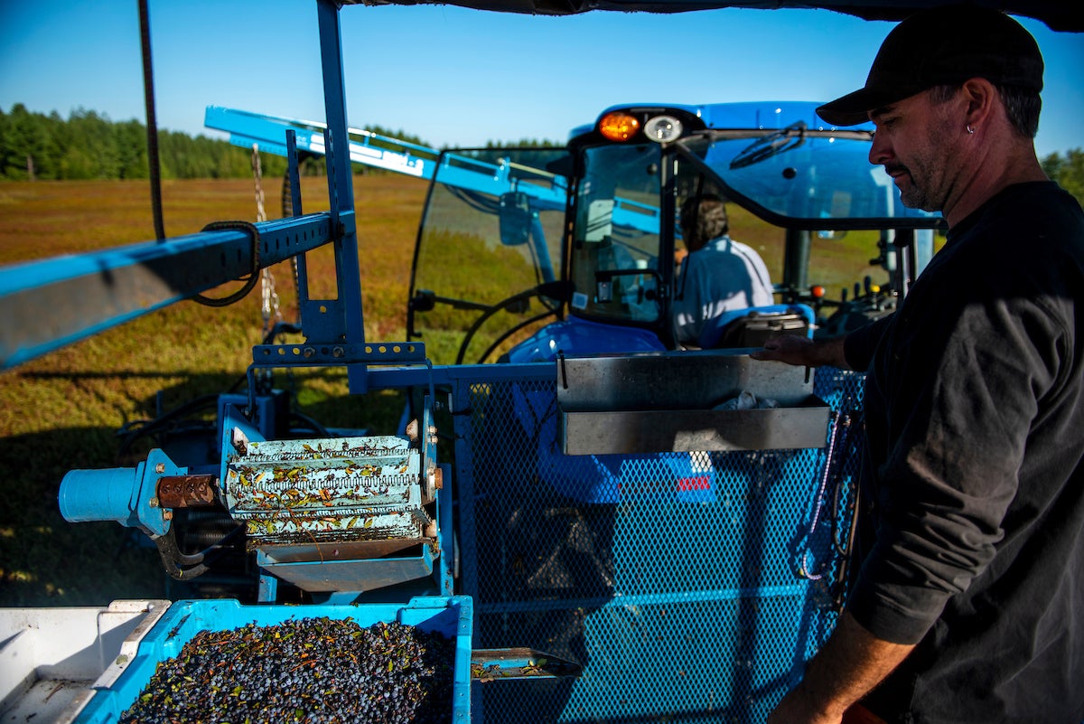 Climate change may hurt Maine's wild blueberry industry, but growers can lessen the risk - Mainebiz