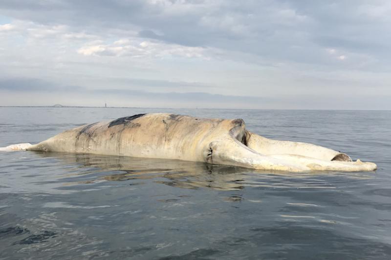 Why more dead whales are washing up on U.S. beaches : NPR