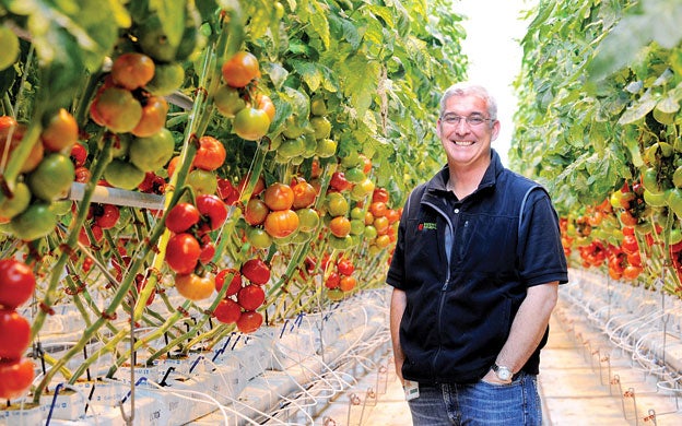 Slicer Tomatoes — Wild Grown Farm