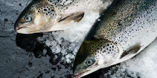 Atlantic salmon