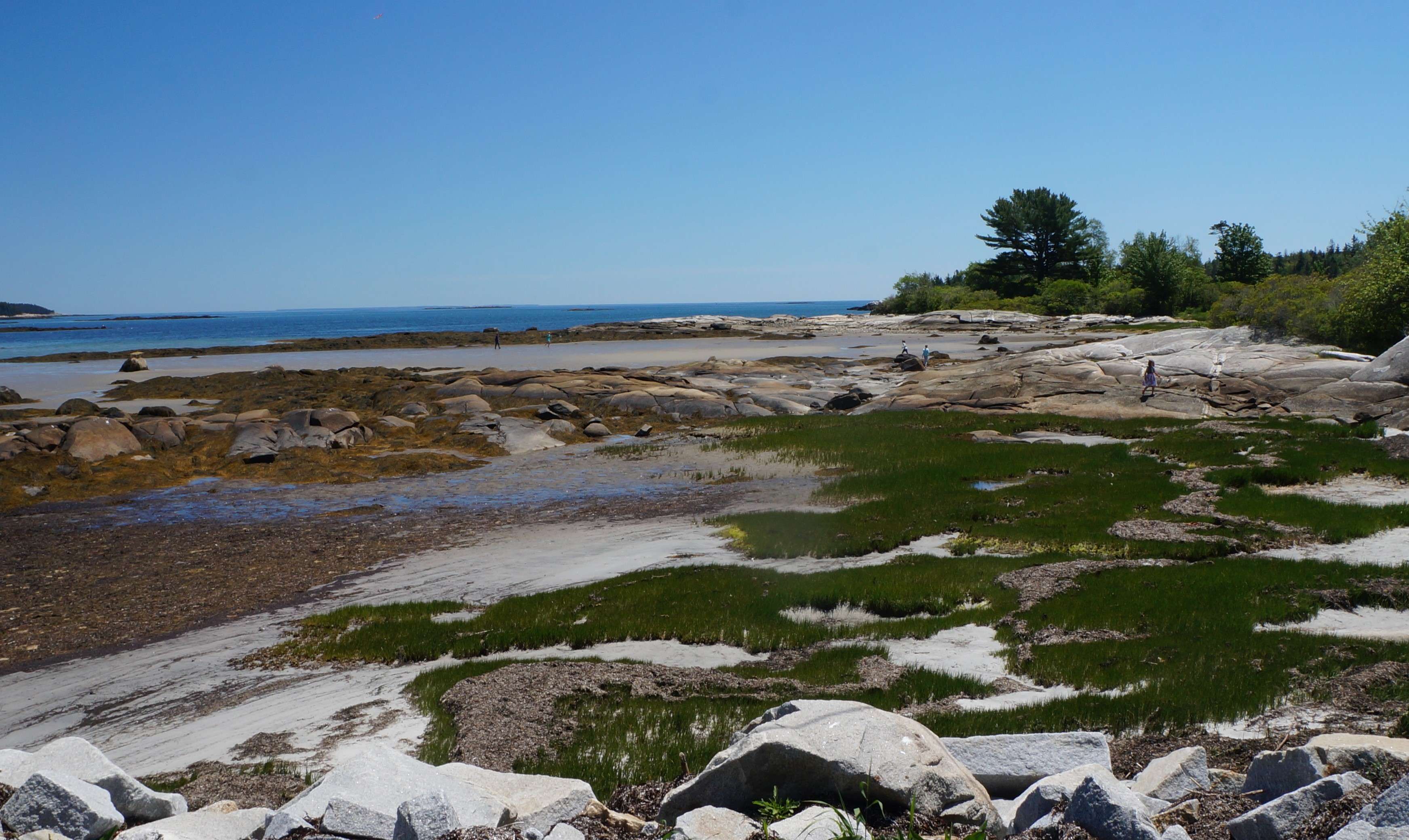 a rocky beach with marshgrass, boulders and the ocean in the background