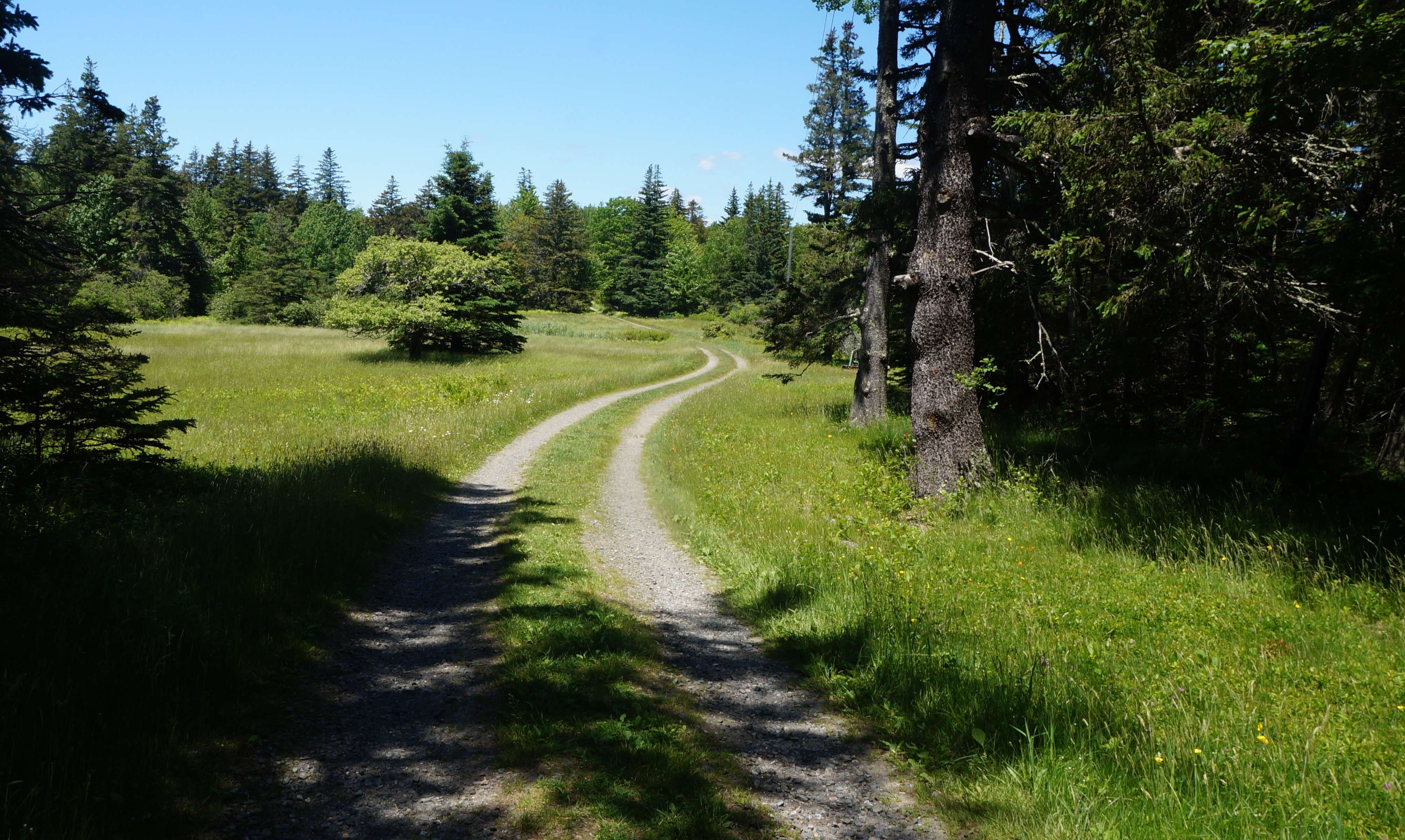 An old dirt road through a sun-dappled field with pine trees surrounding it