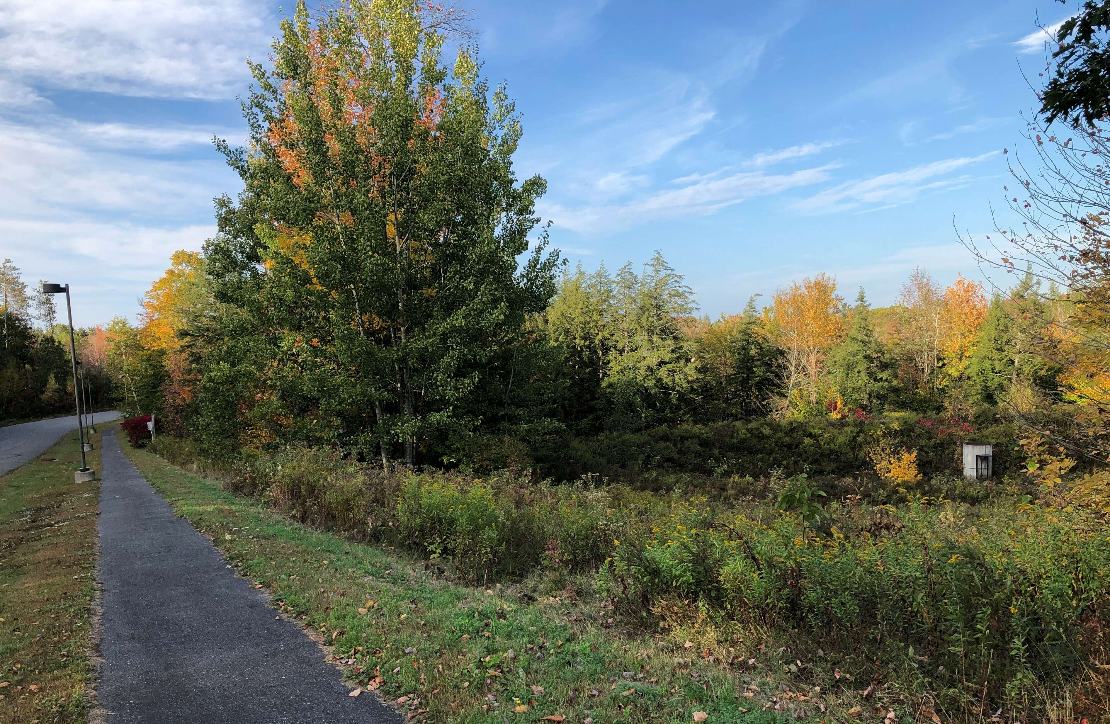 A wooded undeveloped area with a new sidewalk running next to it