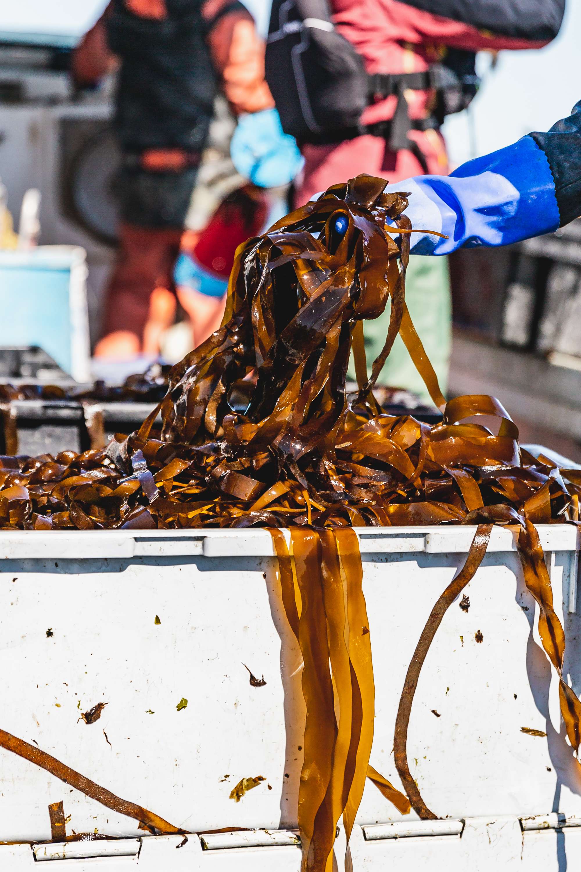 kelp strands