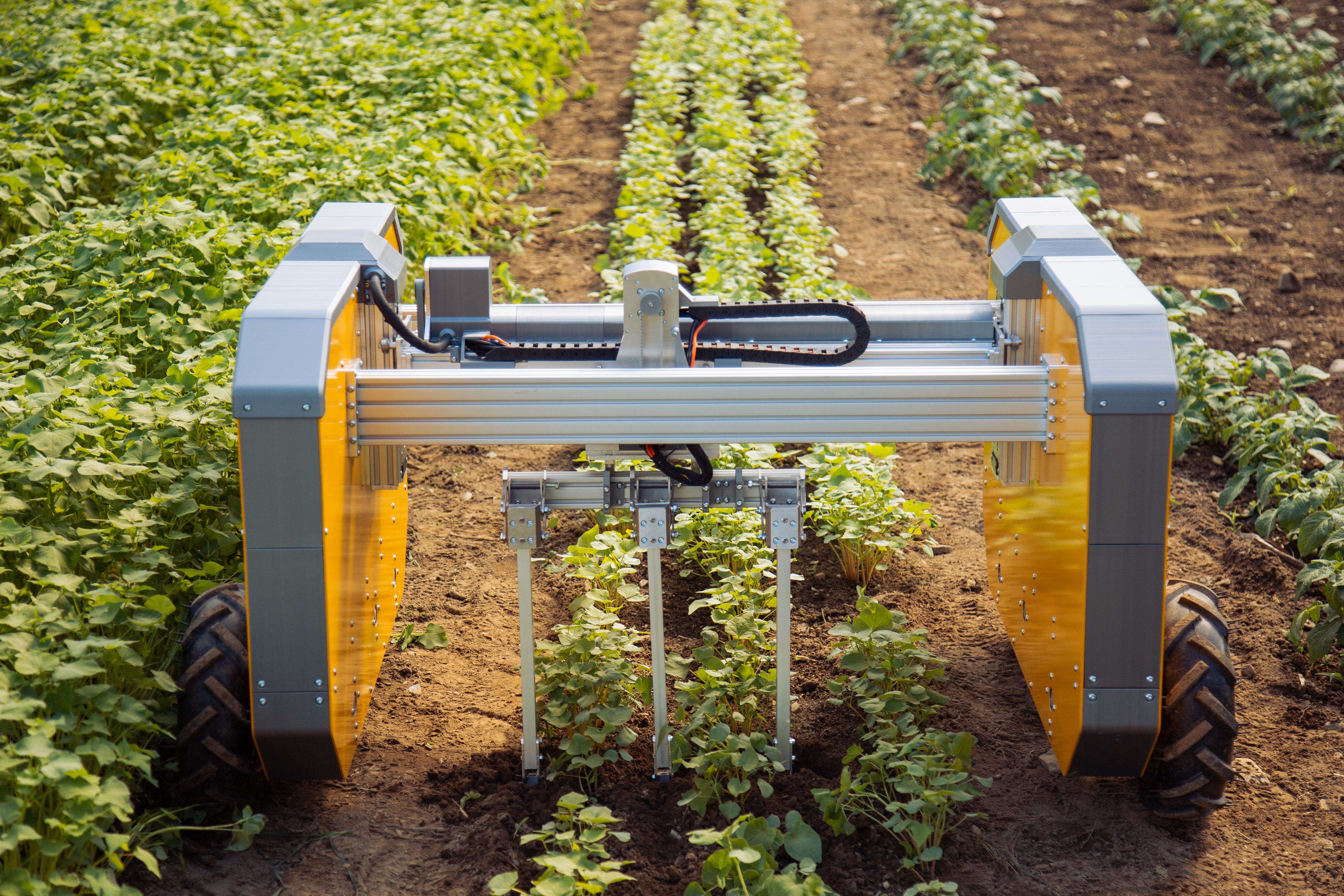 robot and seedlings