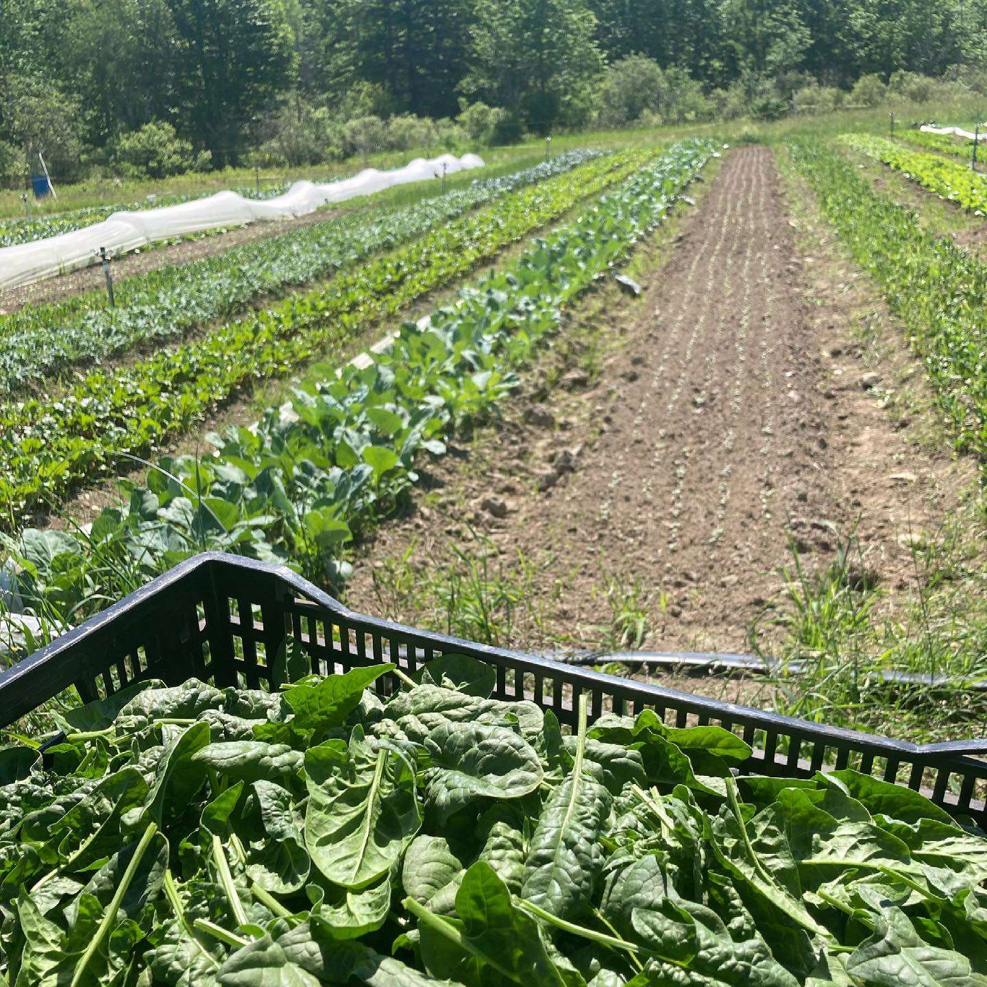 field and vegetables