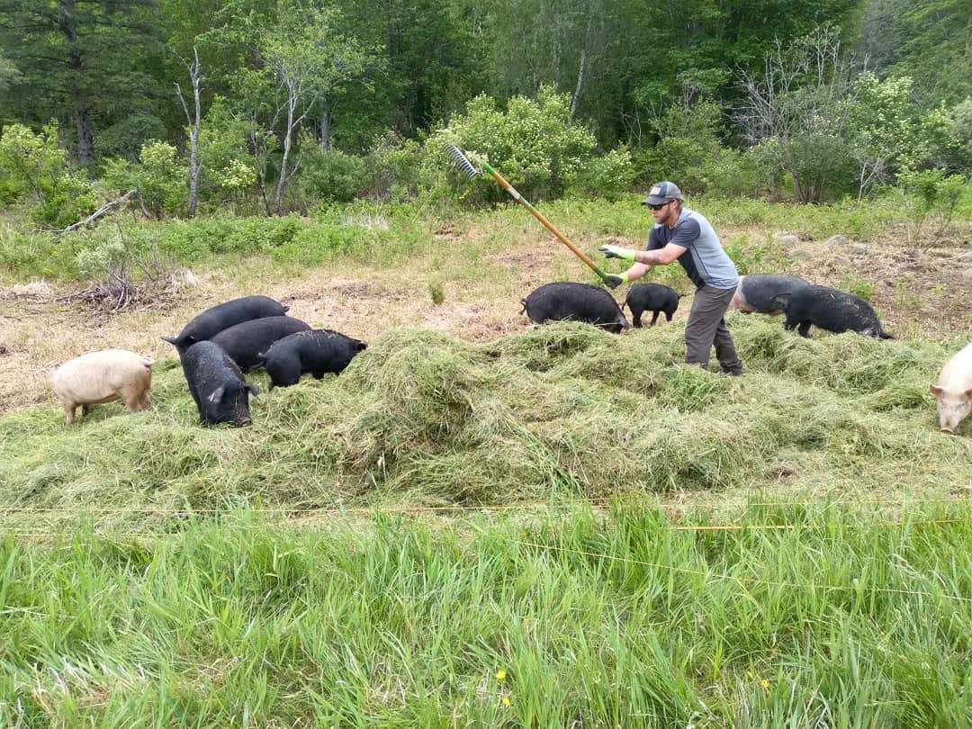 person pigs field