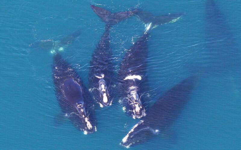 4 whales in water