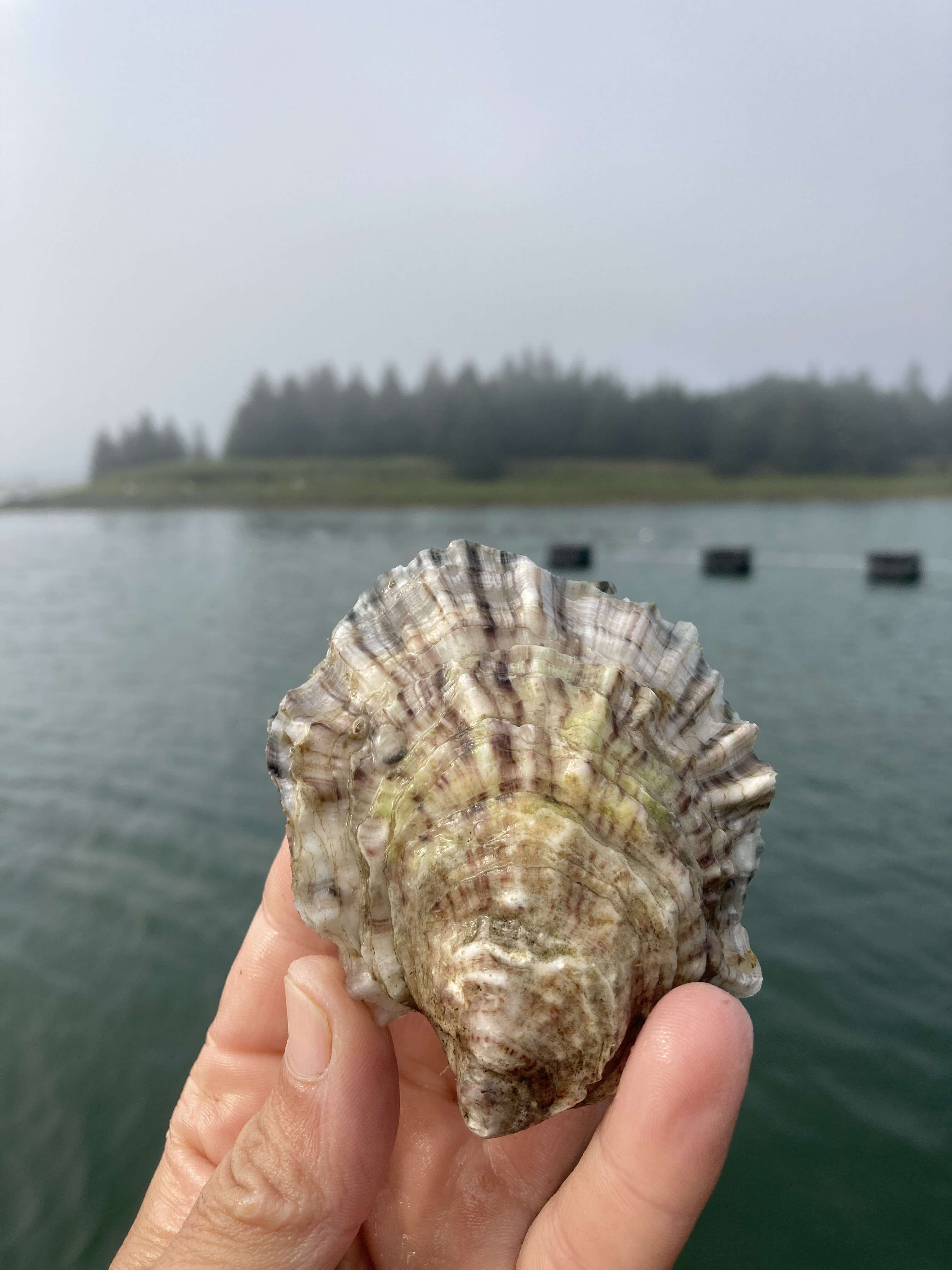 oyster and hand
