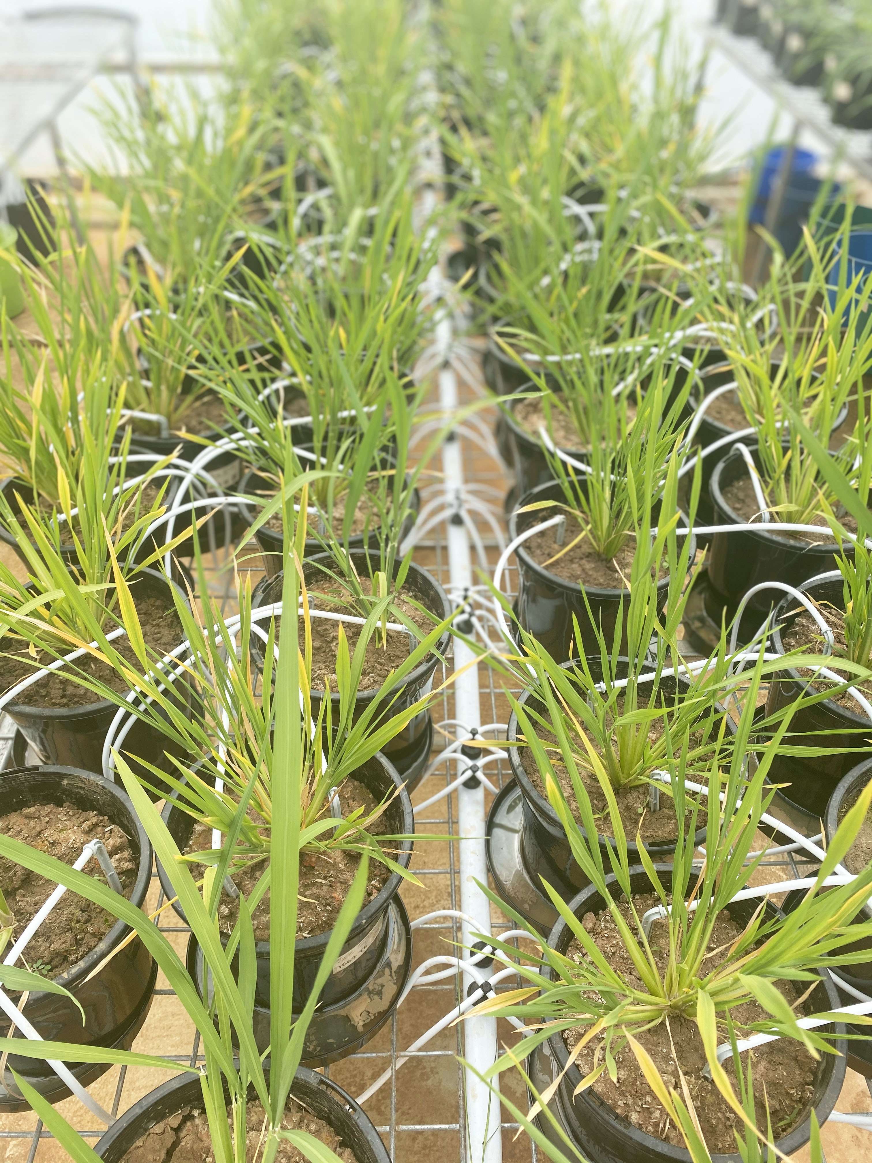 seedlings in pots