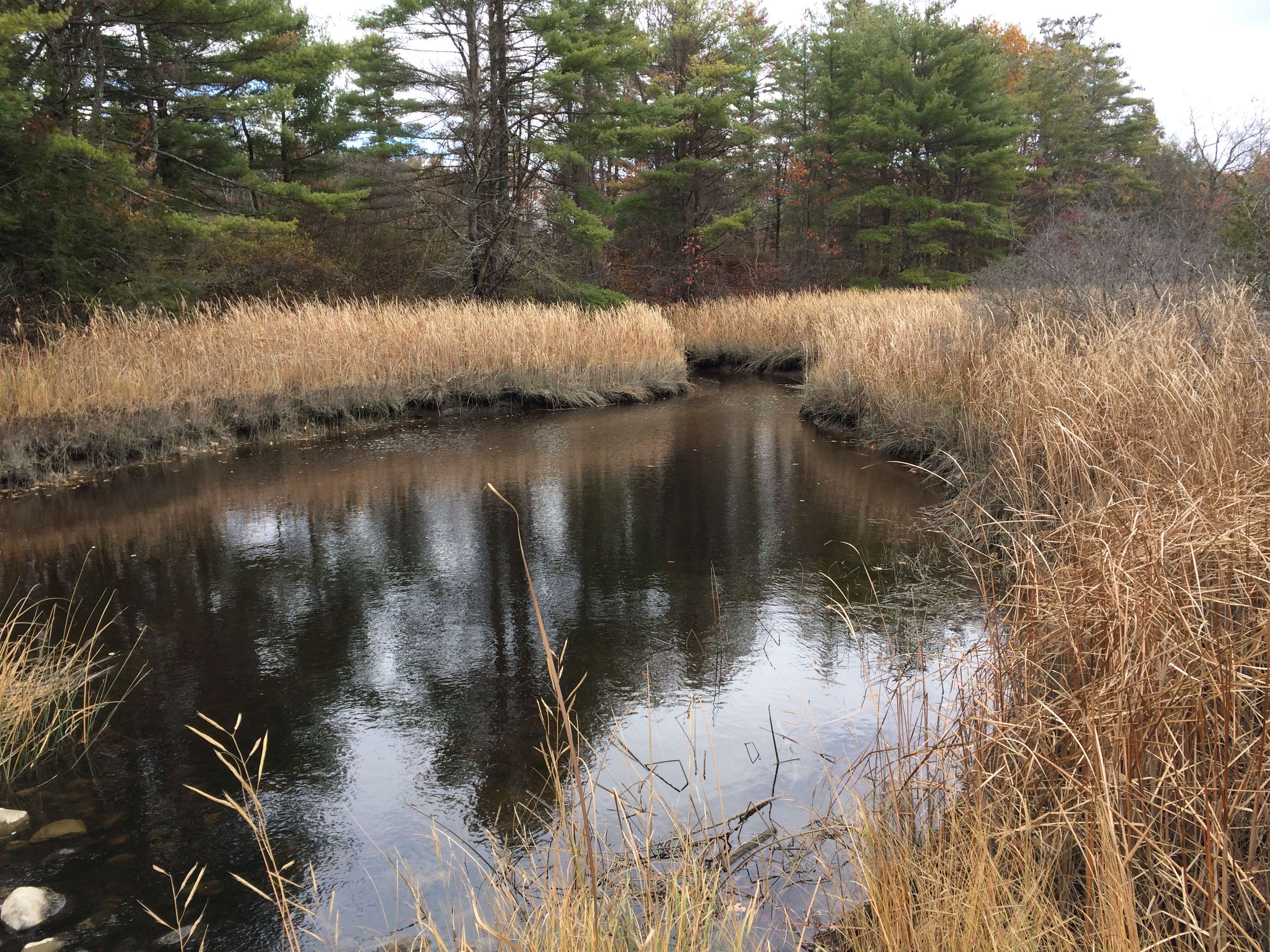 water and brown grass