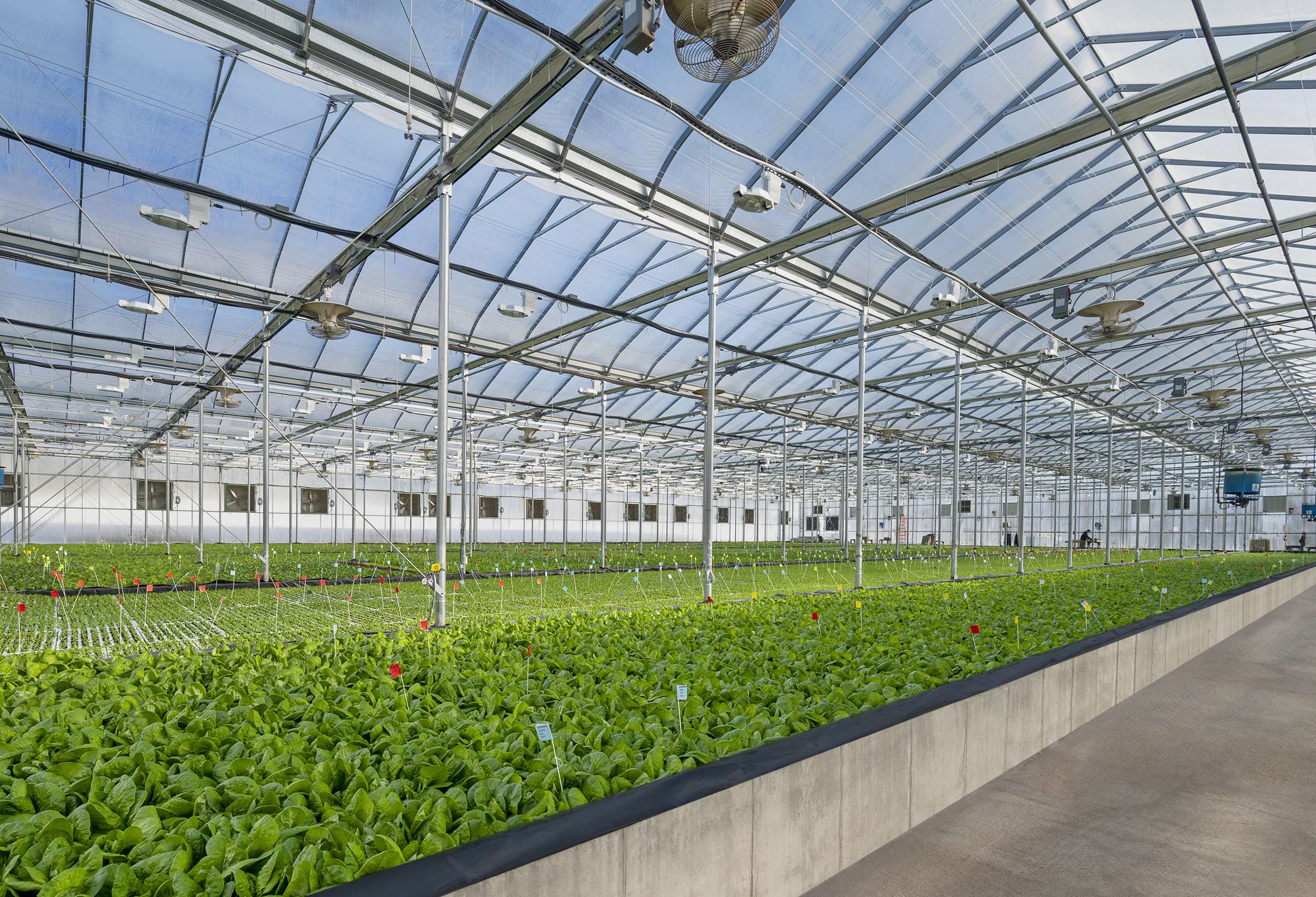 greenhouse with lettuces