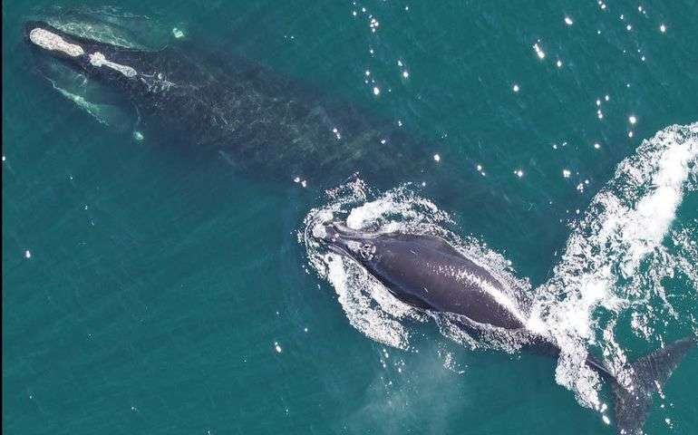 aerial of two whales in water