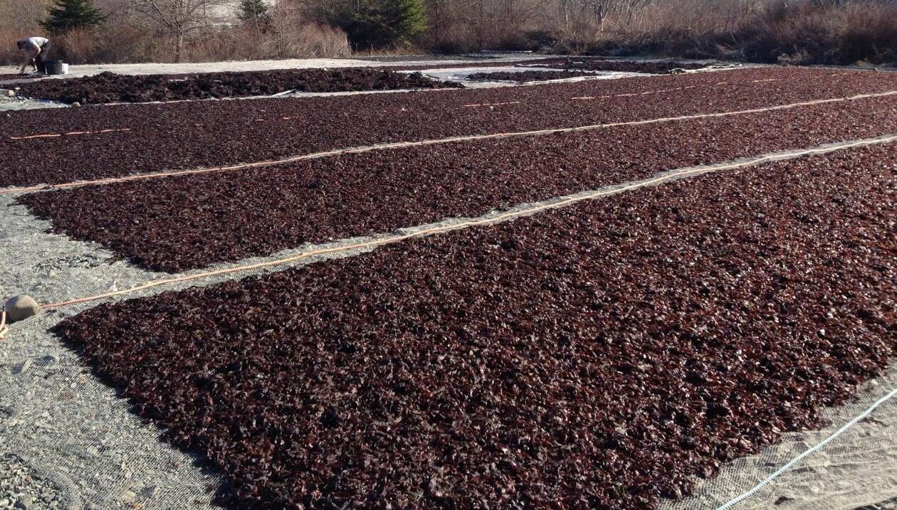 seaweed drying