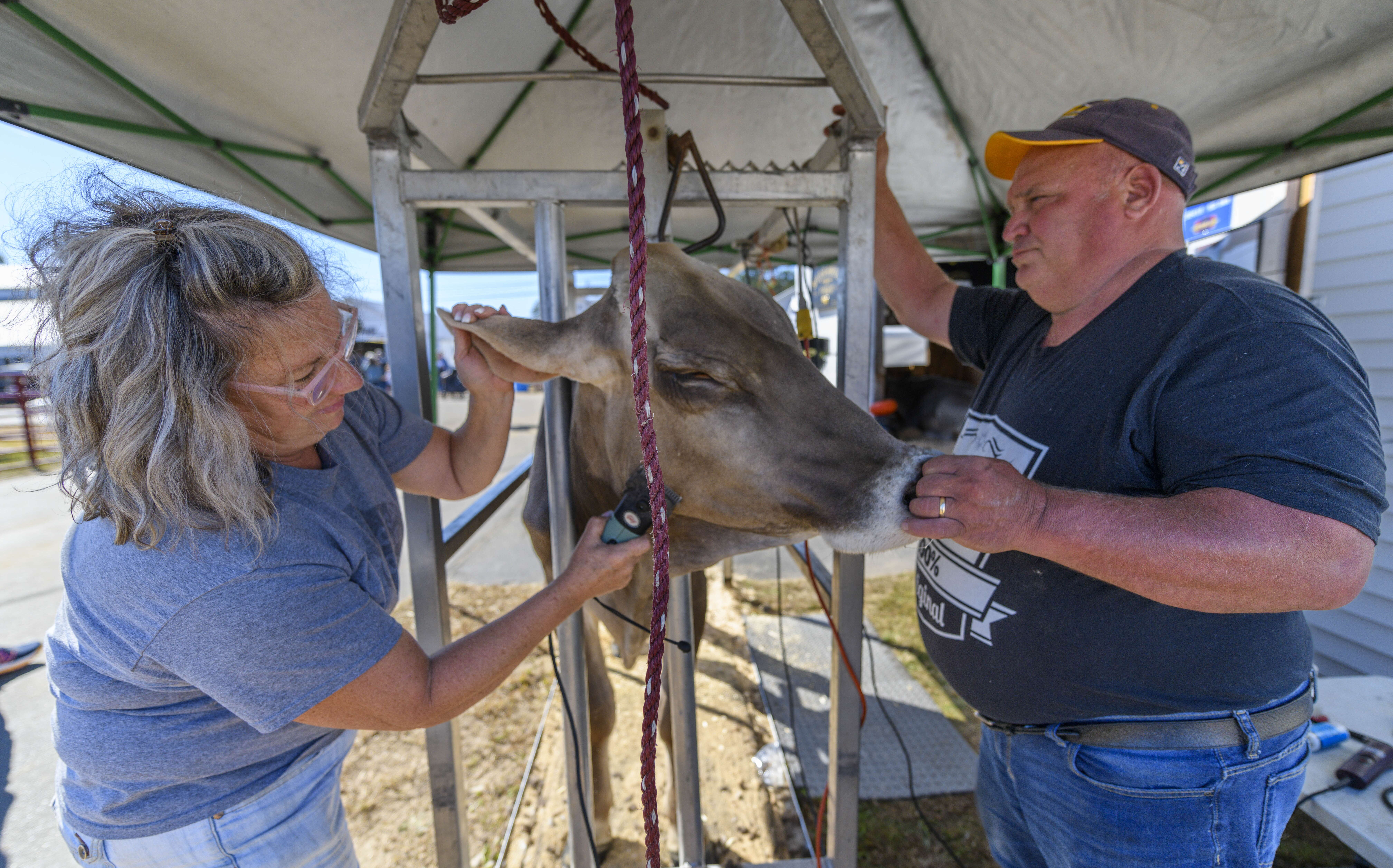 two people with cow