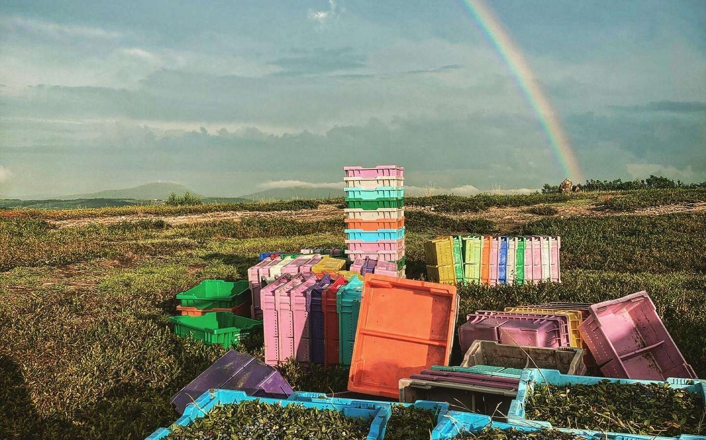 field and crates with blueberries and rainbow