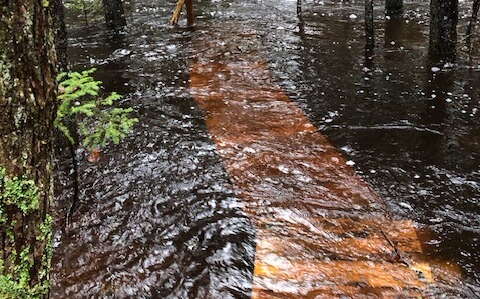water through woods