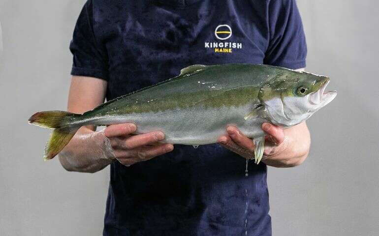 A person holds a fish.