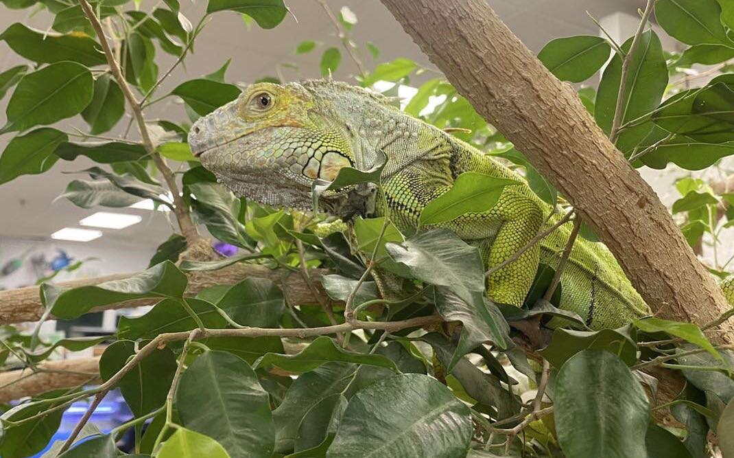 A lizard is in a tree.