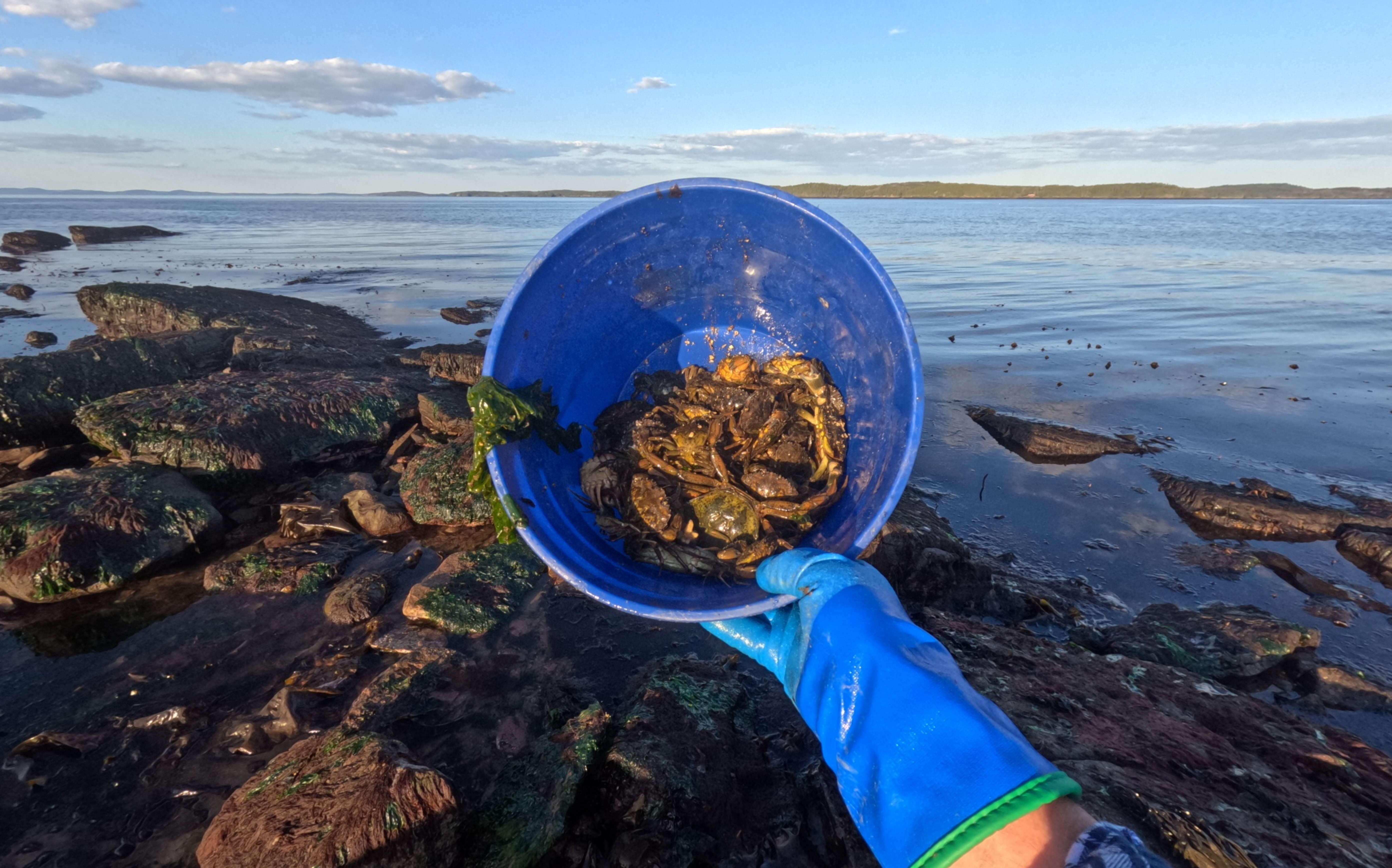  A hand wearing a blue glove holds a bucket out on a beach.