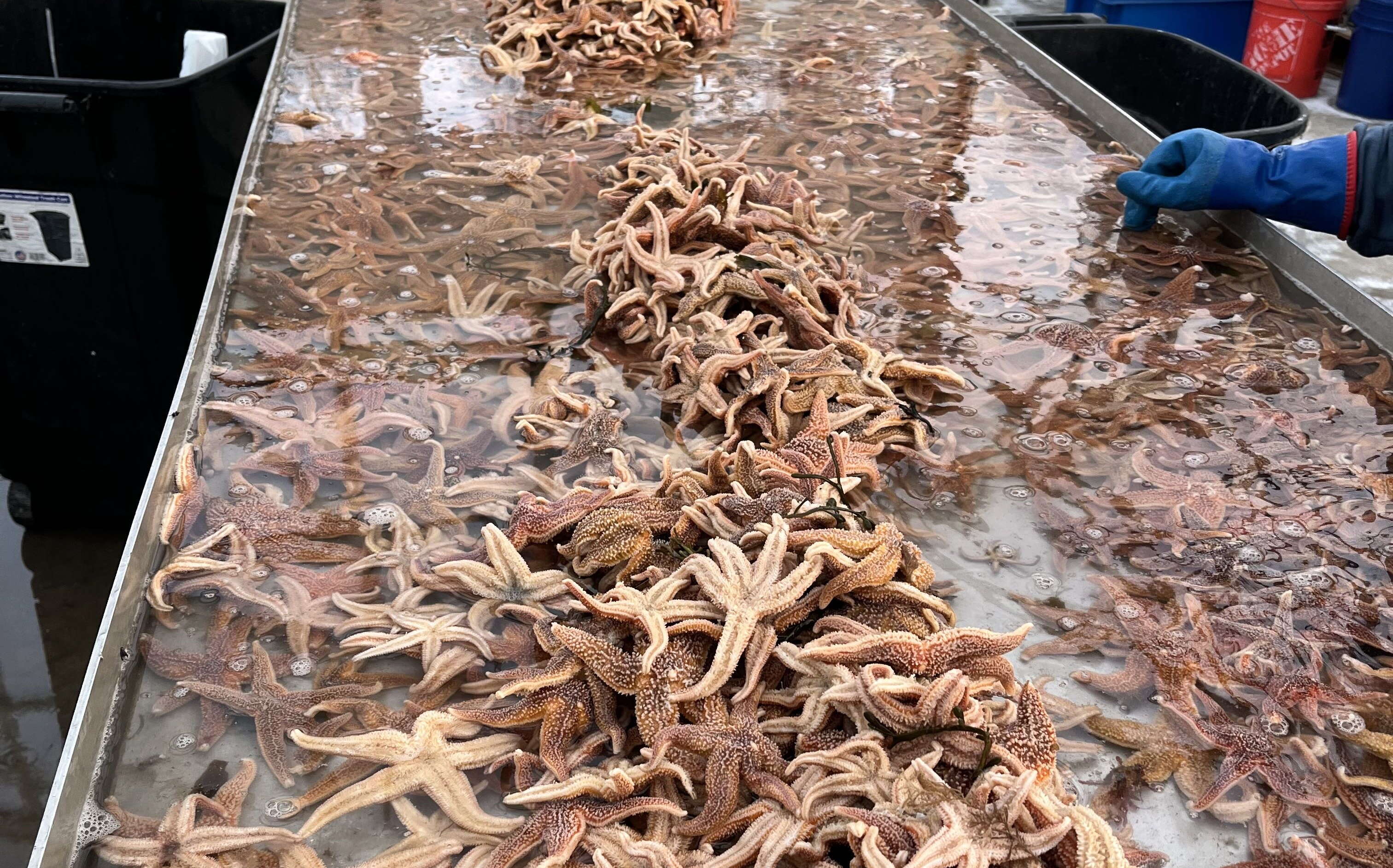Lots of starfish are on a table.