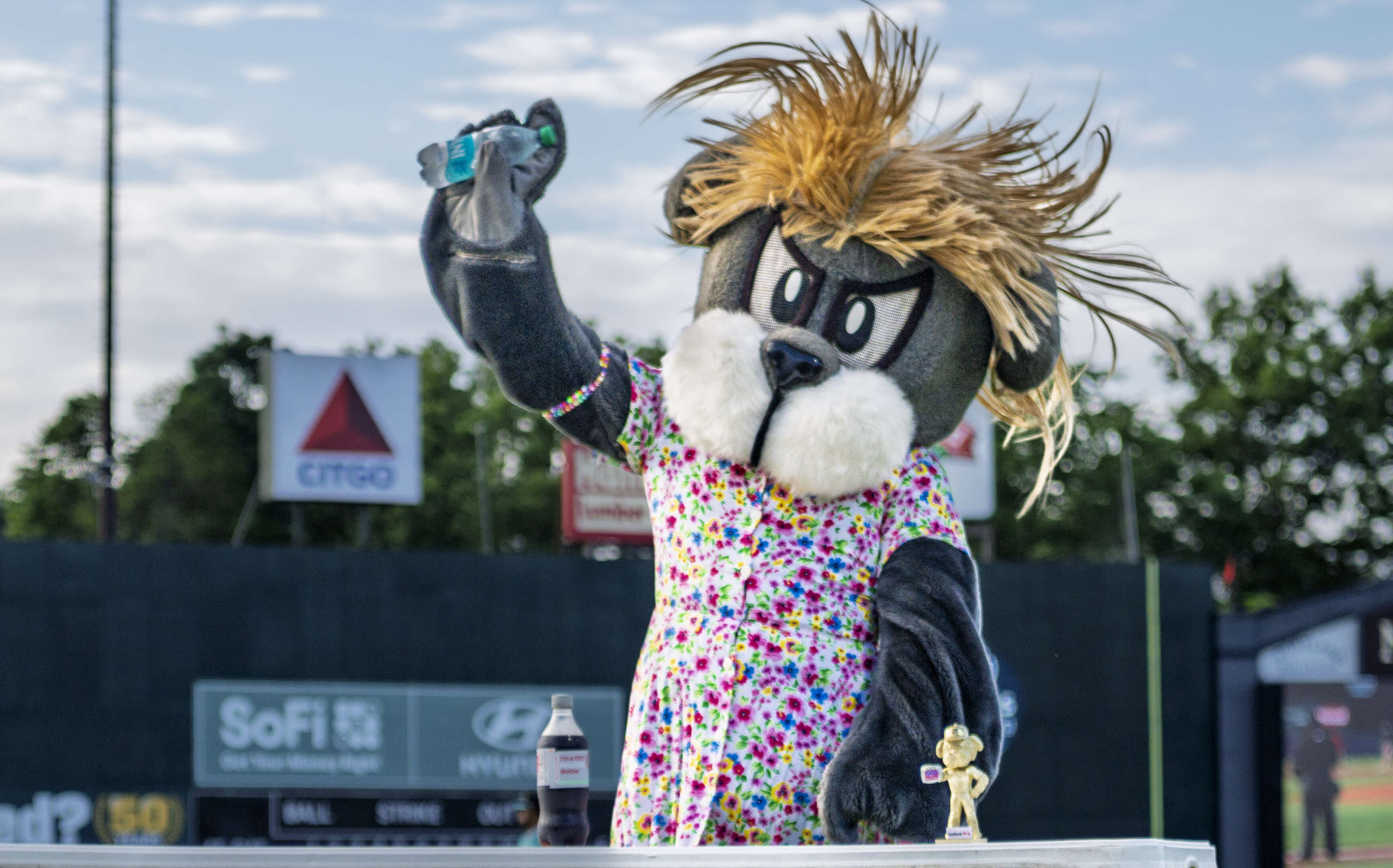 Slugger the Sea Dog dressed as Taylor Swift. 