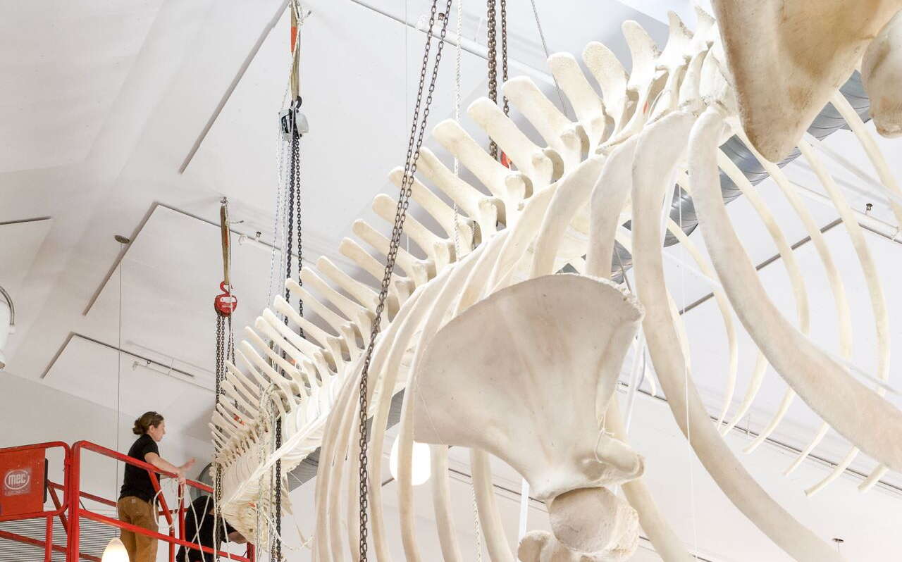 A person on a lift works with bones.