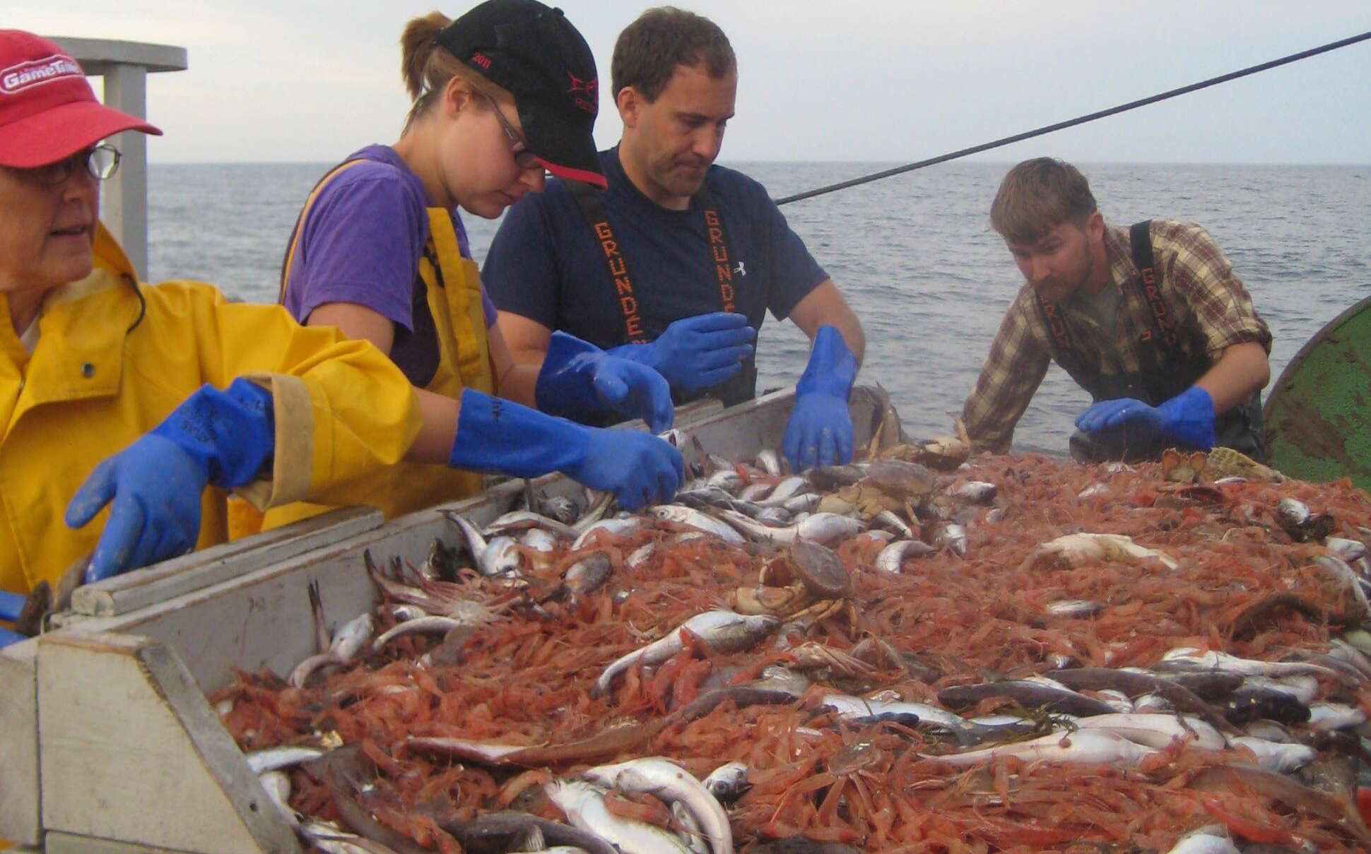 People work on a boat with a bin full of shrimp and fish.