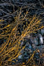 brown rockweed