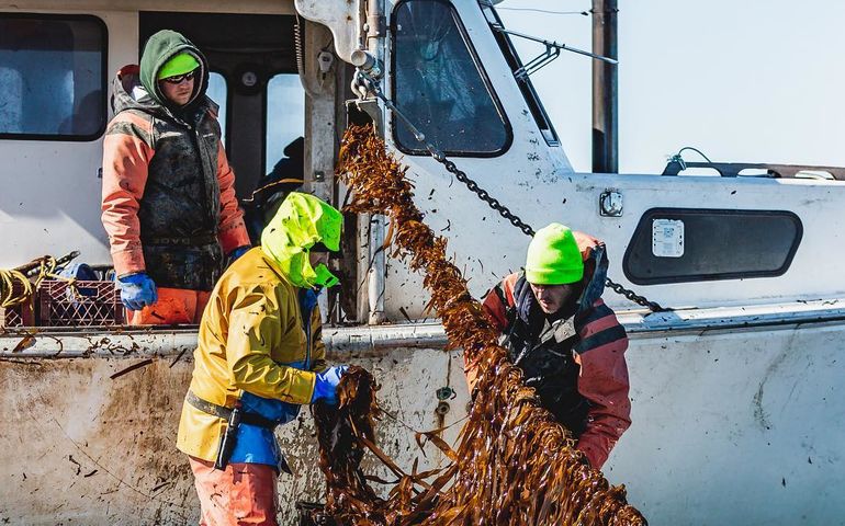 With New Retail Products Atlantic Sea Farms Seeks To Expand Kelp Market Mainebiz Biz