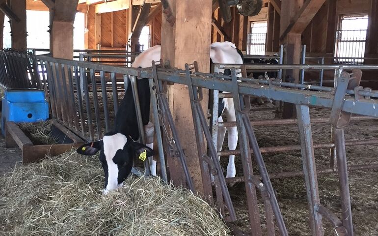 cow eating hay