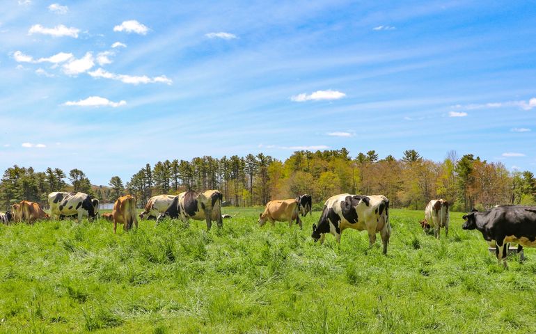 cow pasture