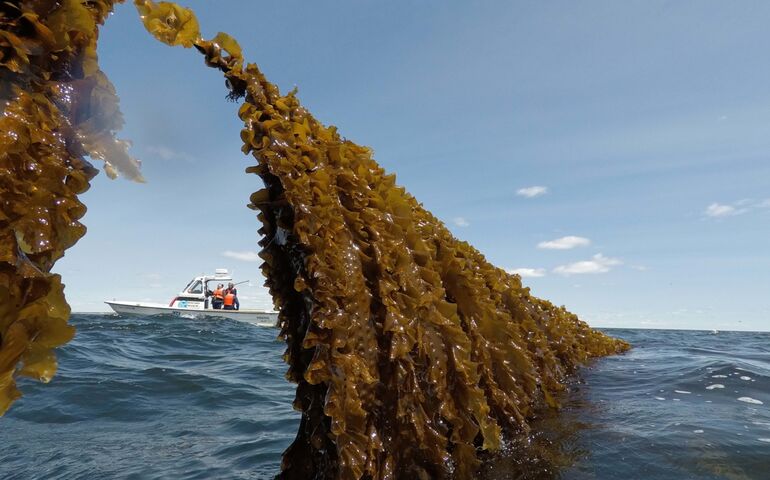 seaweed