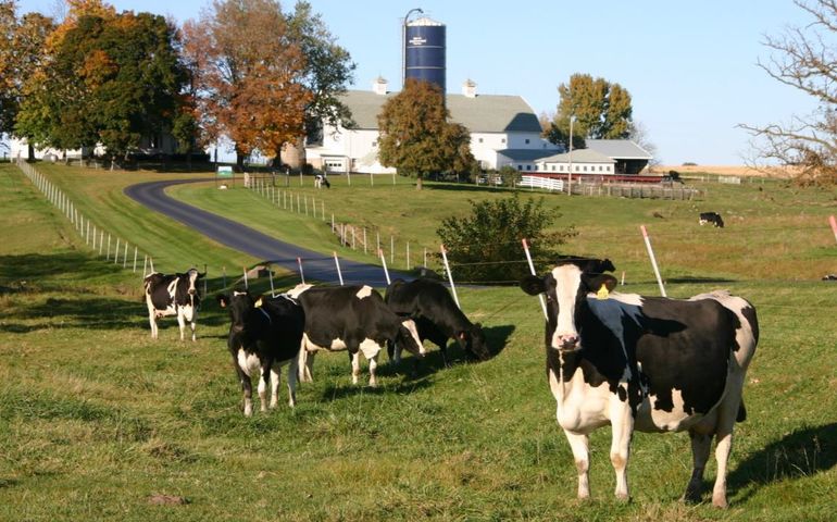 cows on pasture