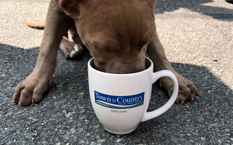 Puppy drinking water from a mug 