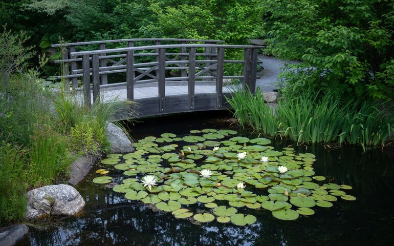 Coastal Maine Botanical Gardens pond with lily pads