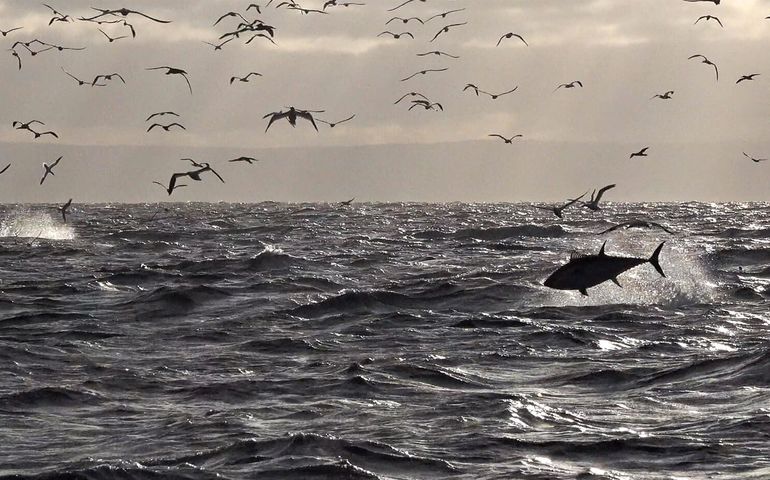 tuna leaping from ocean