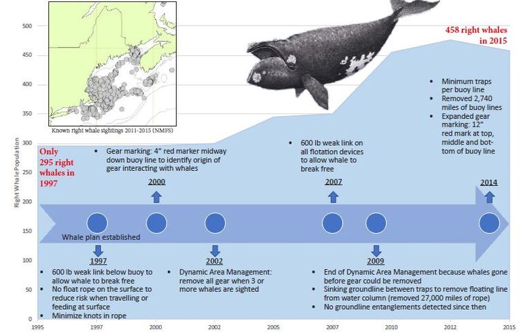 whale protection graphic