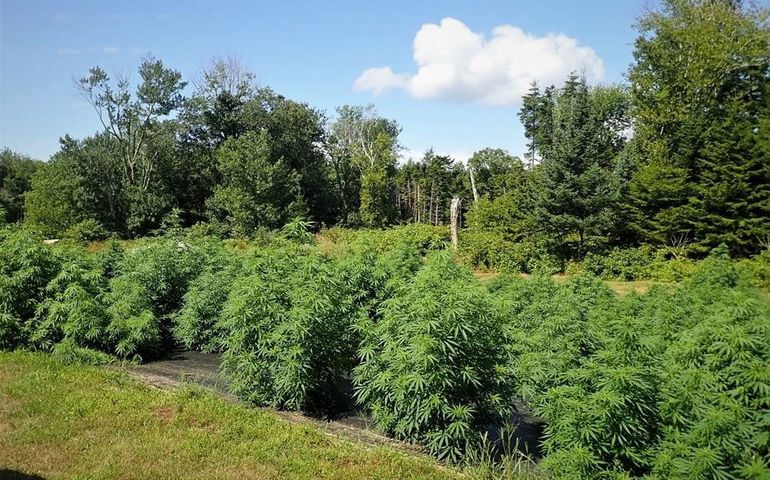 field of green hemp bushes