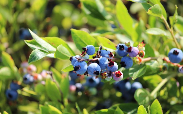 Close up photos of Maine wild blueberries
