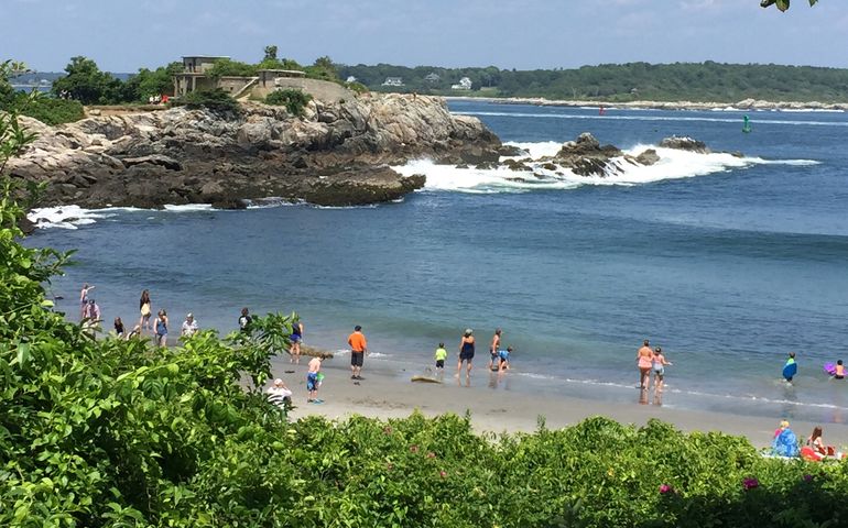 A Maine beach scene, with beach roses in the forefront, a rocky beach with a variety of people swimming or standing on the beach, and the Fort Williams ruins on a rocky outcropping in the background